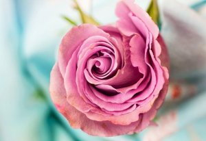 Tìm hiểu về ý nghĩa và công dụng của hoa hồng